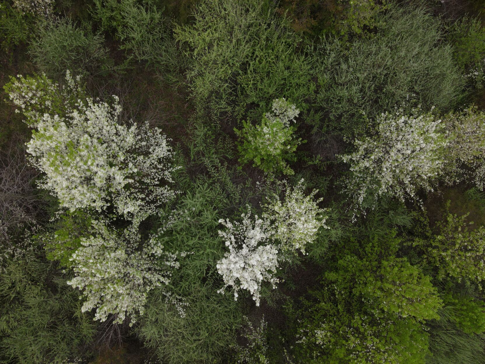 Drone image of invasive pear trees in Columbia.